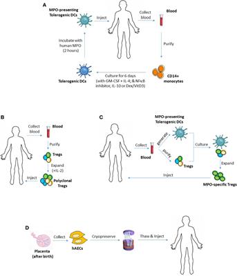 Emerging Cellular Therapies for Anti-myeloperoxidase Vasculitis and Other Autoimmune Diseases